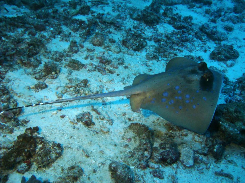 SIMILAN NOV 2008 .PHOTO LORAN (250).JPG