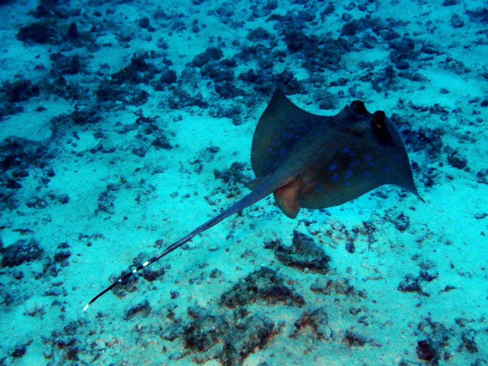 SIMILAN NOV 2008 .PHOTO LORAN (251).JPG