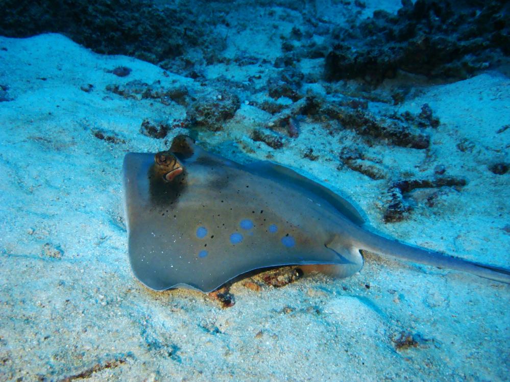 SIMILAN NOV 2008 .PHOTO LORAN (255).JPG