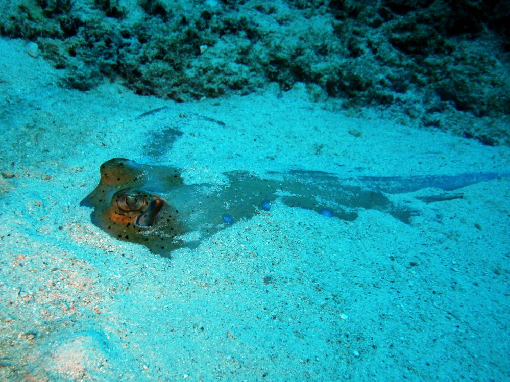 SIMILAN NOV 2008 .PHOTO LORAN (257).JPG