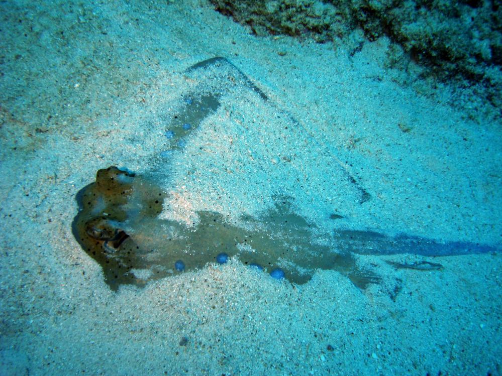 SIMILAN NOV 2008 .PHOTO LORAN (258).JPG
