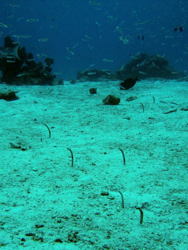 SIMILAN NOV 2008 .PHOTO LORAN (261).JPG