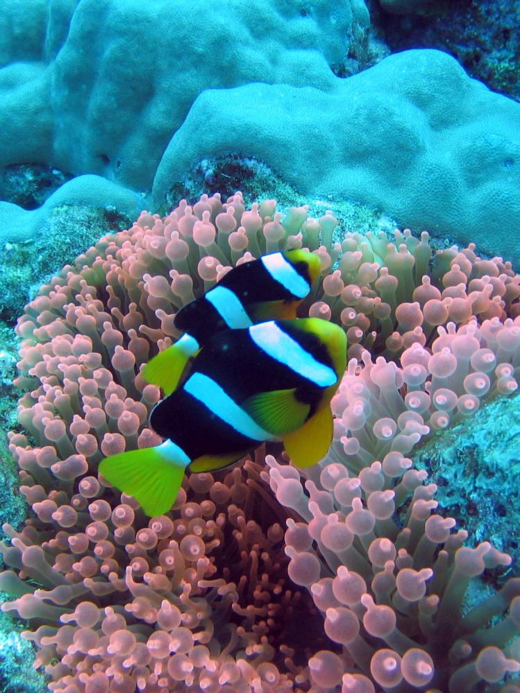 SIMILAN nov  2008 .PHOTO ARNOLD (60).JPG