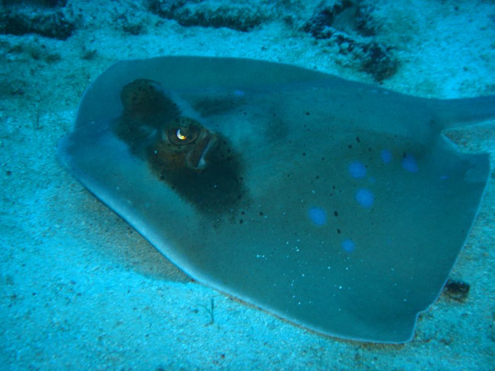 SIMILAN nov  2008 .PHOTO PHILIPPE (150).JPG