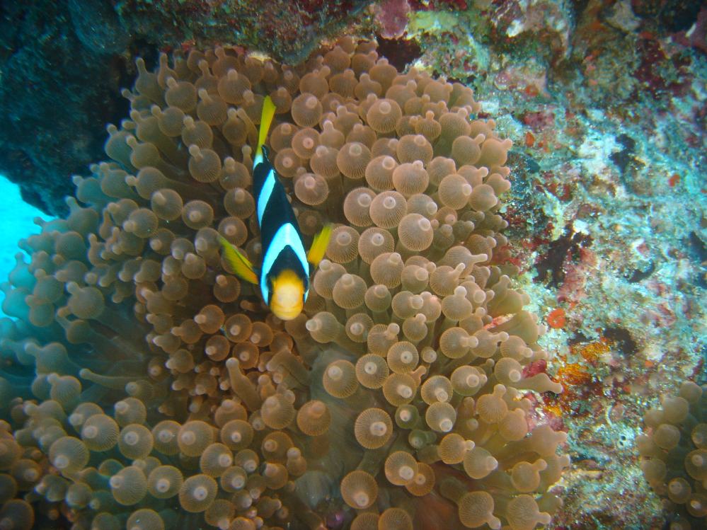 SIMILAN nov  2008 .PHOTO PHILIPPE (153).JPG