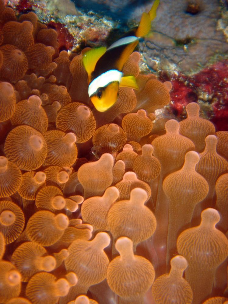 SIMILAN nov  2008 .PHOTO PHILIPPE (155).JPG