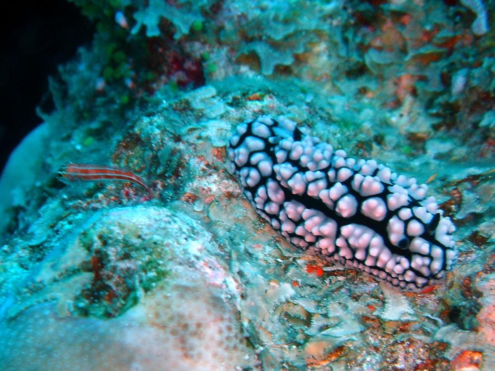 SIMILAN nov  2008 .PHOTO PHILIPPE (156).JPG