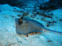 SIMILAN NOV 2008 .PHOTO LORAN (255).JPG