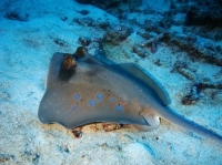 SIMILAN NOV 2008 .PHOTO LORAN (256).JPG