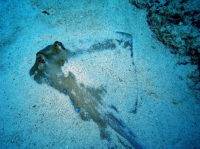 SIMILAN NOV 2008 .PHOTO LORAN (259).JPG