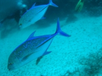 SIMILAN nov  2008 .PHOTO ARNOLD (59).JPG