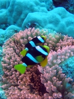 SIMILAN nov  2008 .PHOTO ARNOLD (60).JPG