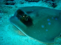 SIMILAN nov  2008 .PHOTO PHILIPPE (151).JPG