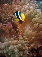 SIMILAN nov  2008 .PHOTO PHILIPPE (154).JPG