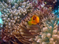 SIMILAN nov  2008 .PHOTO PHILIPPE (158).JPG