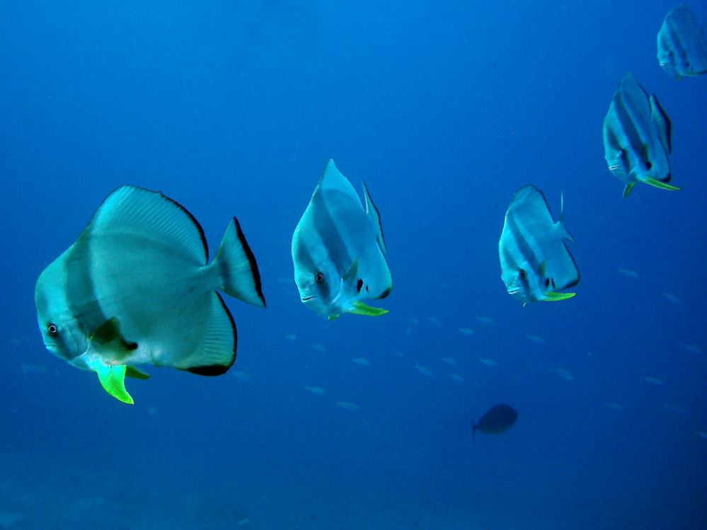 SIMILAN NOV 2008 .PHOTO LORAN (282).JPG