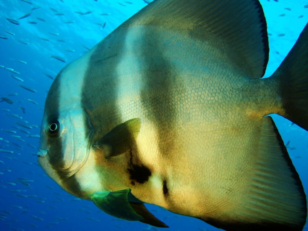SIMILAN NOV 2008 .PHOTO LORAN (286).JPG