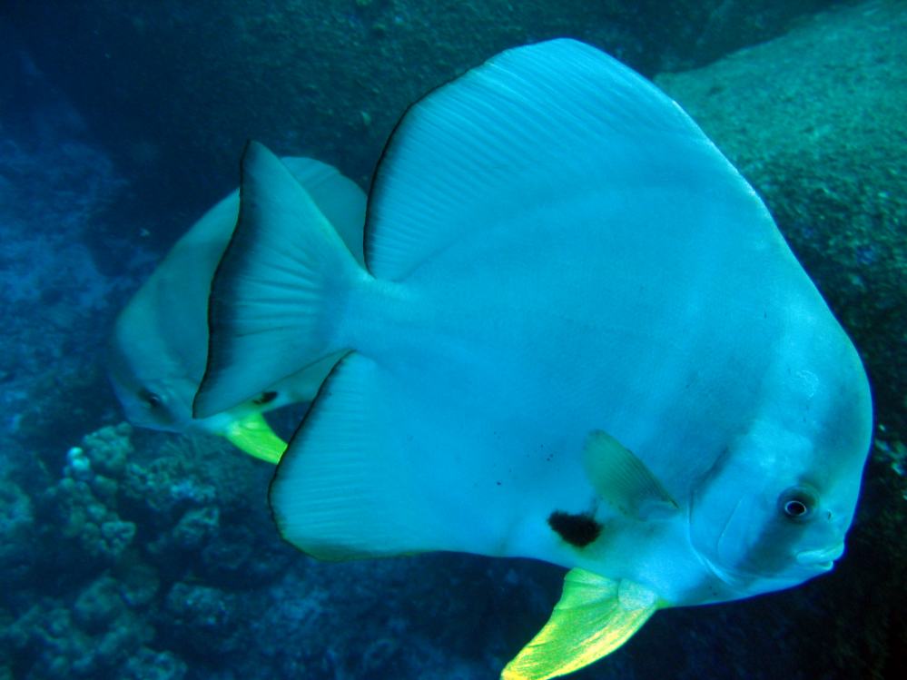 SIMILAN nov  2008 .PHOTO ARNOLD (64).JPG