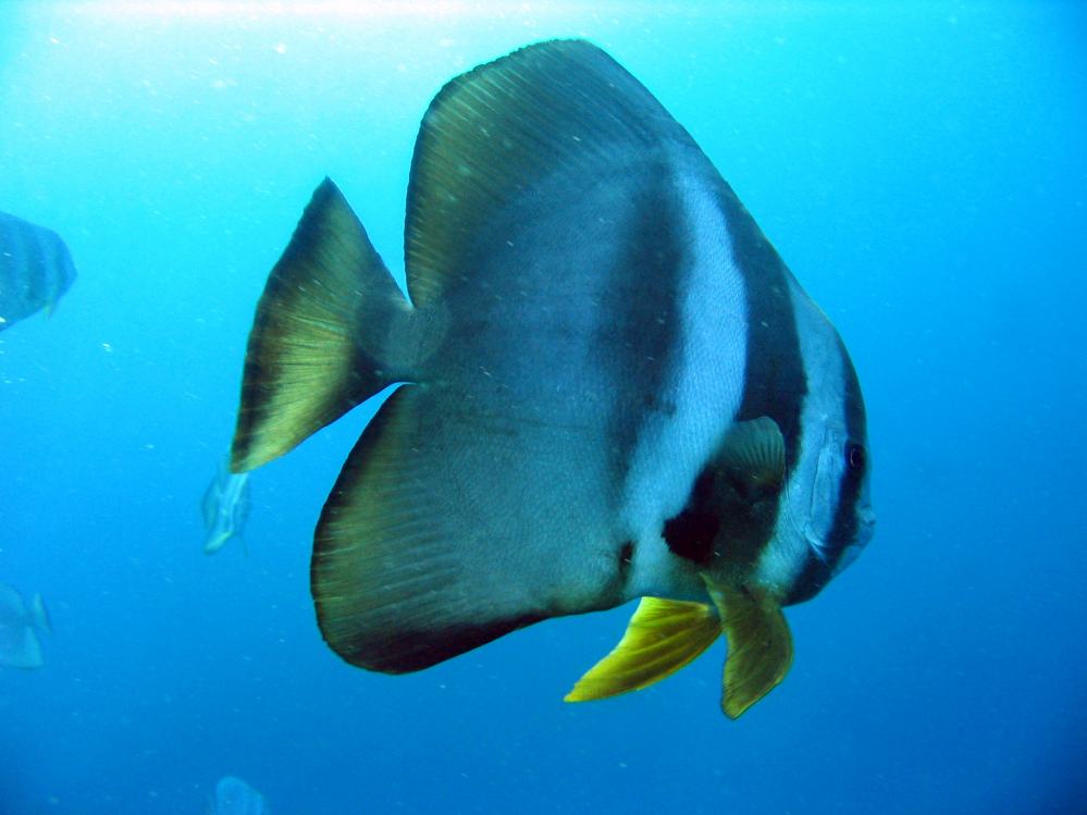 SIMILAN nov  2008 .PHOTO ARNOLD (72).JPG
