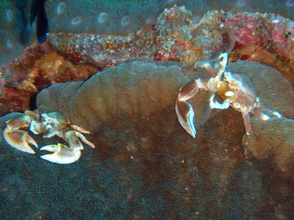SIMILAN nov  2008 .PHOTO PHILIPPE (166).JPG