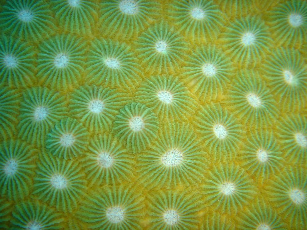 SIMILAN nov  2008 .PHOTO PHILIPPE (169).JPG