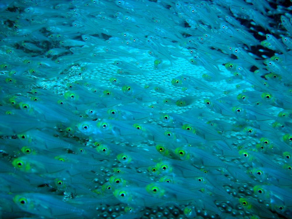 SIMILAN nov  2008 .PHOTO PHILIPPE (179).JPG