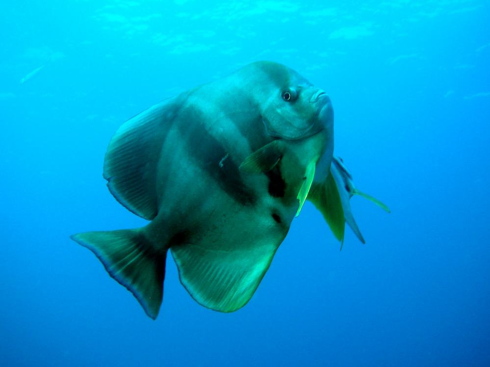 SIMILAN nov  2008 .PHOTO PHILIPPE (180).JPG