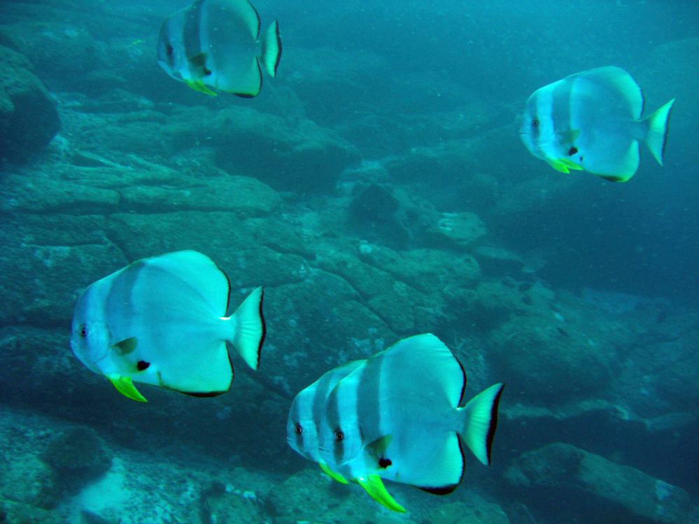 SIMILAN nov  2008 .PHOTO PUY (41).JPG