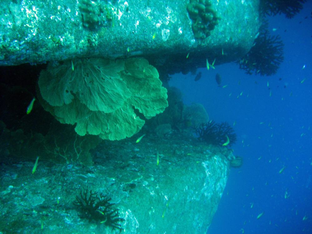 SIMILAN nov  2008 .PHOTO PUY (42).JPG