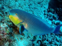 SIMILAN NOV 2008 .PHOTO LORAN (274).JPG