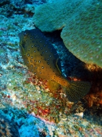 SIMILAN NOV 2008 .PHOTO LORAN (275).JPG