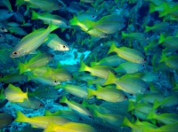 SIMILAN NOV 2008 .PHOTO LORAN (276).JPG