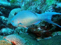 SIMILAN NOV 2008 .PHOTO LORAN (277).JPG