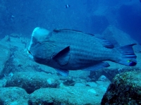 SIMILAN NOV 2008 .PHOTO LORAN (279).JPG