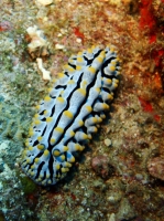 SIMILAN NOV 2008 .PHOTO LORAN (283).JPG