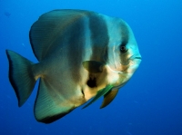 SIMILAN NOV 2008 .PHOTO LORAN (287).JPG