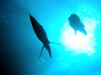 SIMILAN NOV 2008 .PHOTO LORAN (308).JPG