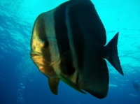 SIMILAN NOV 2008 .PHOTO LORAN (309).JPG