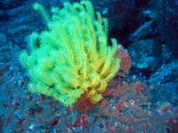 SIMILAN nov  2008 .PHOTO ARNOLD (63).JPG