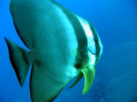SIMILAN nov  2008 .PHOTO ARNOLD (65).JPG