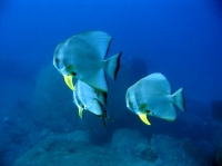 SIMILAN nov  2008 .PHOTO ARNOLD (66).JPG