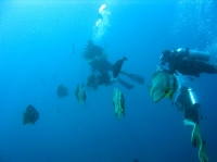 SIMILAN nov  2008 .PHOTO ARNOLD (69).JPG