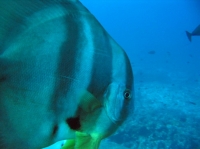 SIMILAN nov  2008 .PHOTO ARNOLD (70).JPG