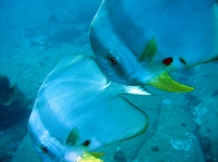 SIMILAN nov  2008 .PHOTO ARNOLD (71).JPG