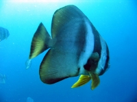 SIMILAN nov  2008 .PHOTO ARNOLD (72).JPG