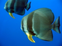 SIMILAN nov  2008 .PHOTO ARNOLD (75).JPG
