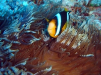 SIMILAN nov  2008 .PHOTO PHILIPPE (170).JPG