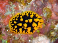 SIMILAN nov  2008 .PHOTO PHILIPPE (171).JPG