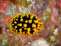 SIMILAN nov  2008 .PHOTO PHILIPPE (172).JPG