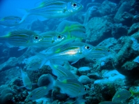 SIMILAN nov  2008 .PHOTO PHILIPPE (173).JPG